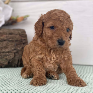 Spoodle Mini Male Scooter - Available to Adopt 22nd Jan 2025