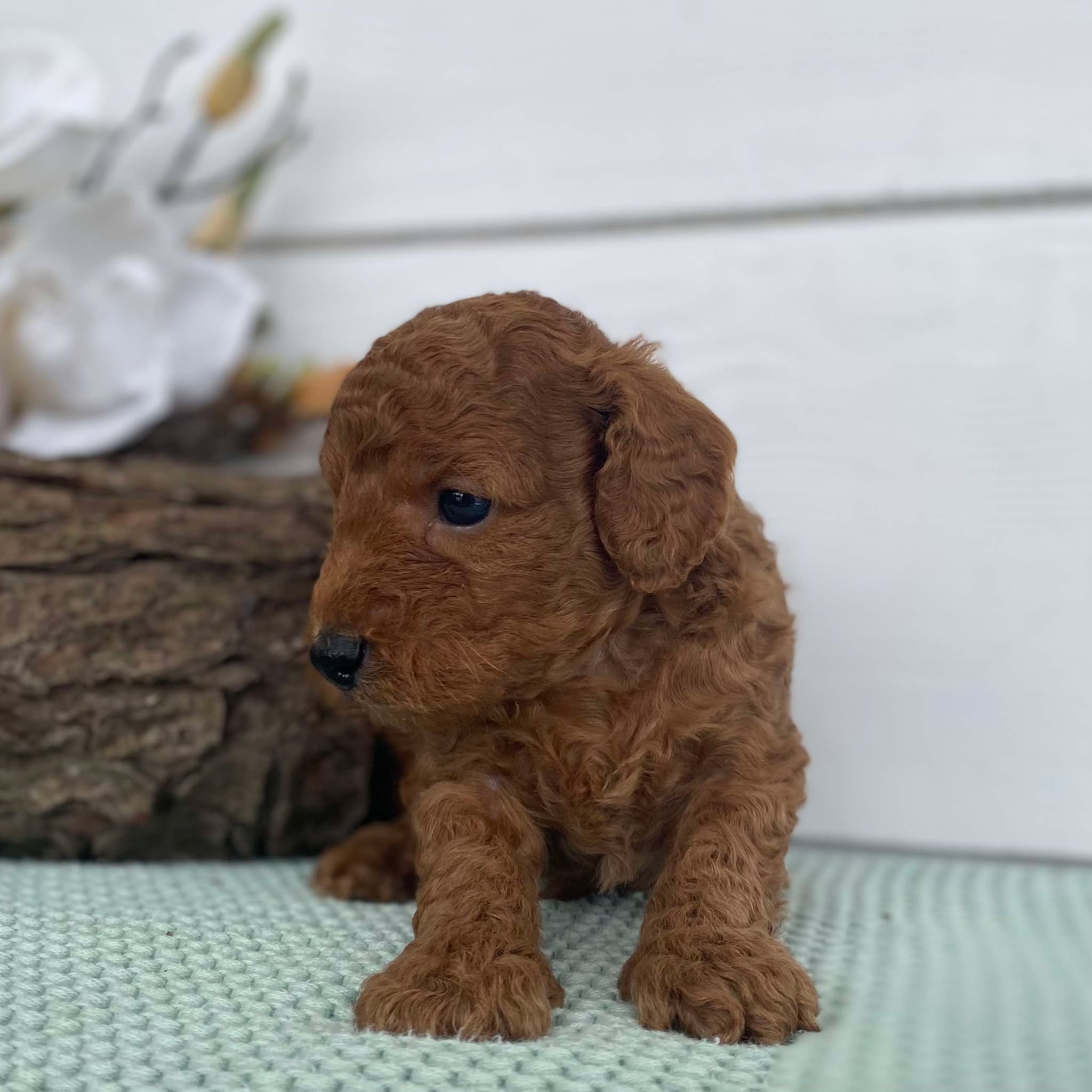 Spoodle Mini Male Simba - Available to Adopt 22nd Jan 2025