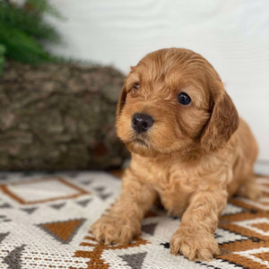 Spoodle Mini Male Marty - Available to Adopt 21st Jan 2025