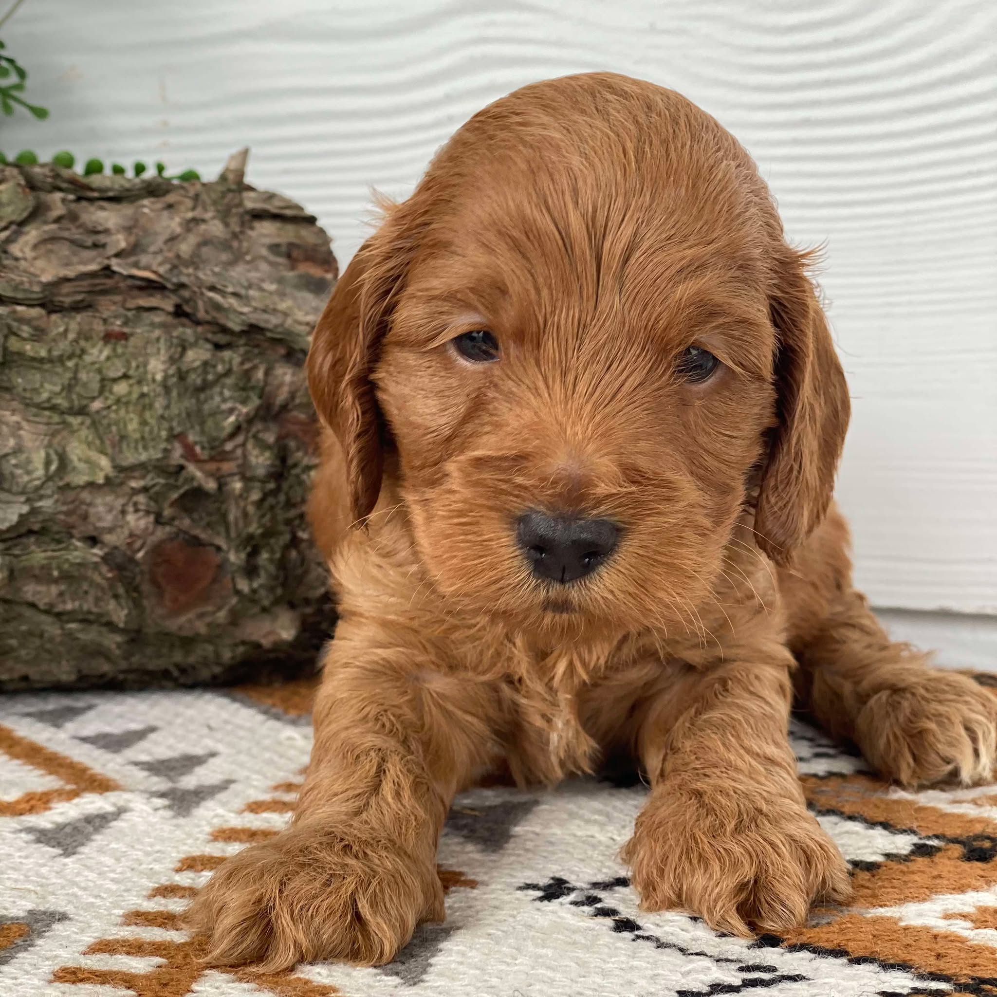 Spoodle Mini Male Marvel - Available to Adopt 21st Jan 2025