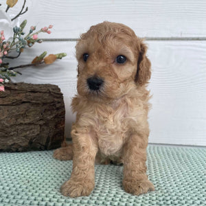 Spoodle Mini Female Stormy - Available to Adopt 22nd Jan 2025