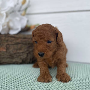 Spoodle Mini Male Simba - Available to Adopt 22nd Jan 2025