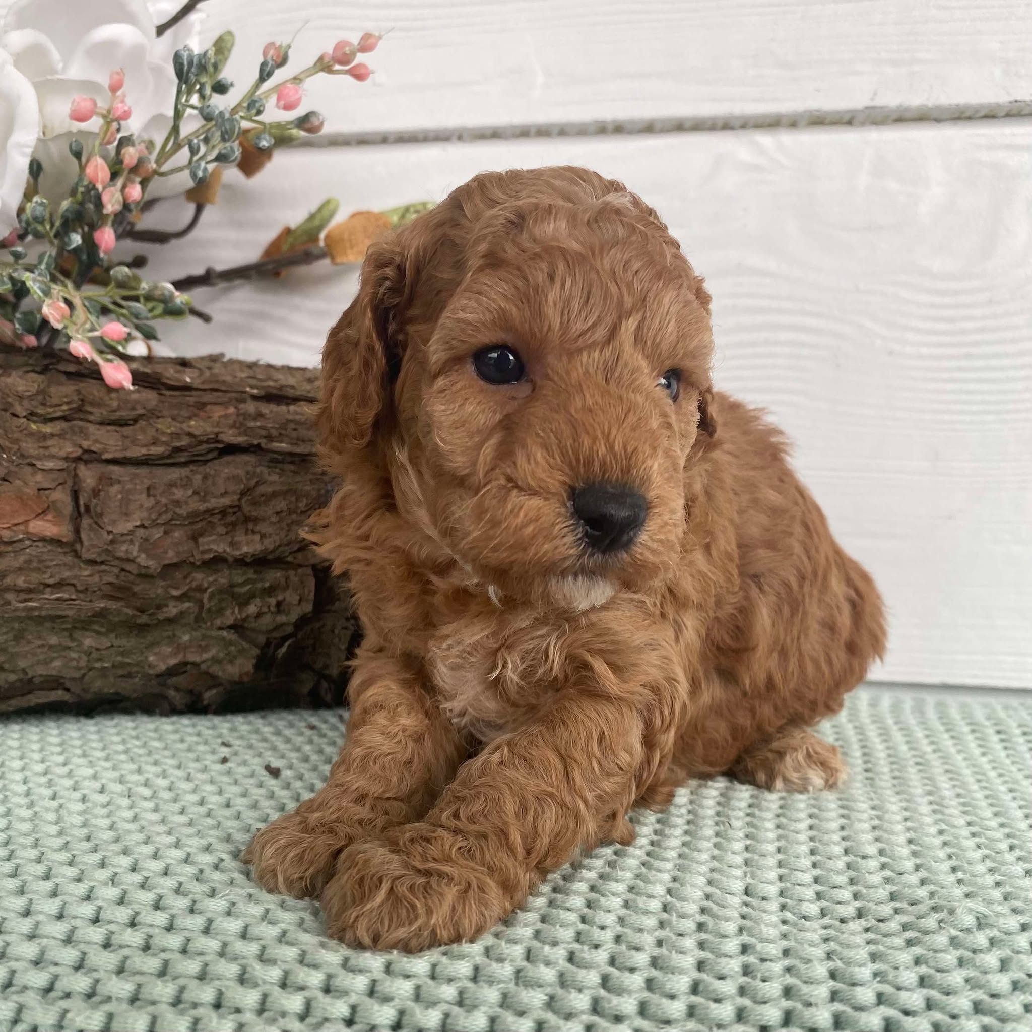 Spoodle Mini Female Sienna - Available to Adopt 22nd Jan 2025