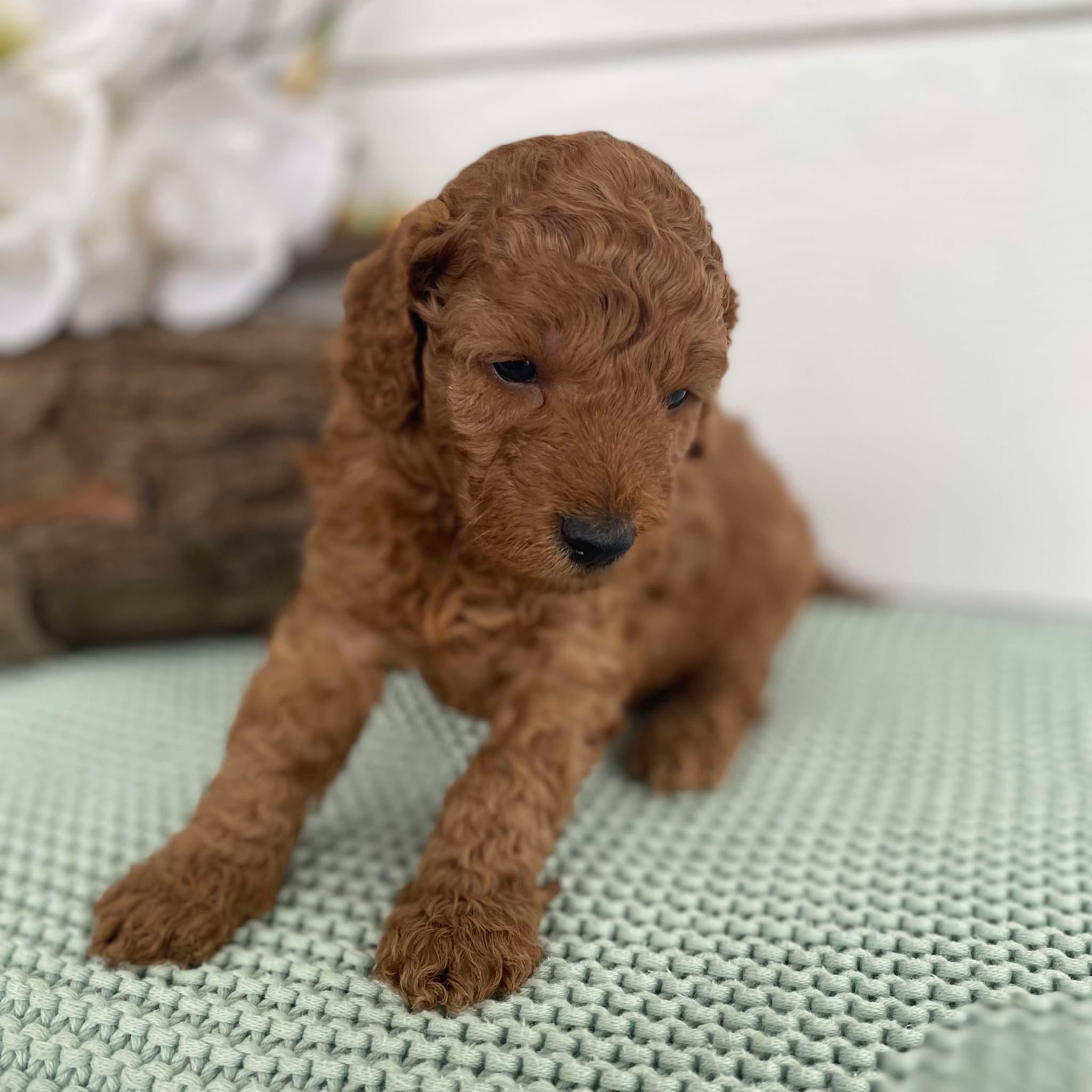 Spoodle Mini Male Snoopy - Available to Adopt 22nd Jan 2025