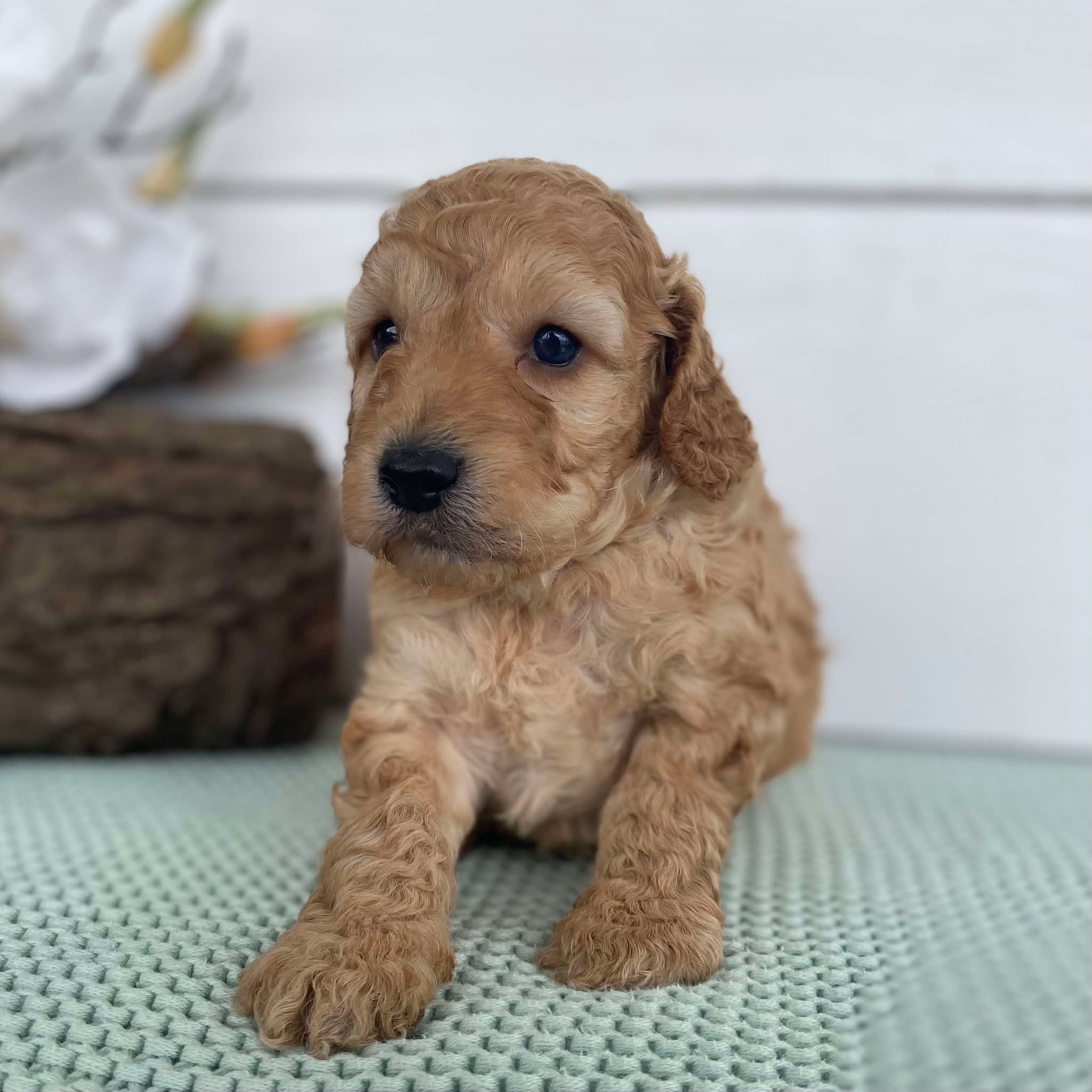 Spoodle Mini Male Skipper - Available to Adopt 22nd Jan 2025