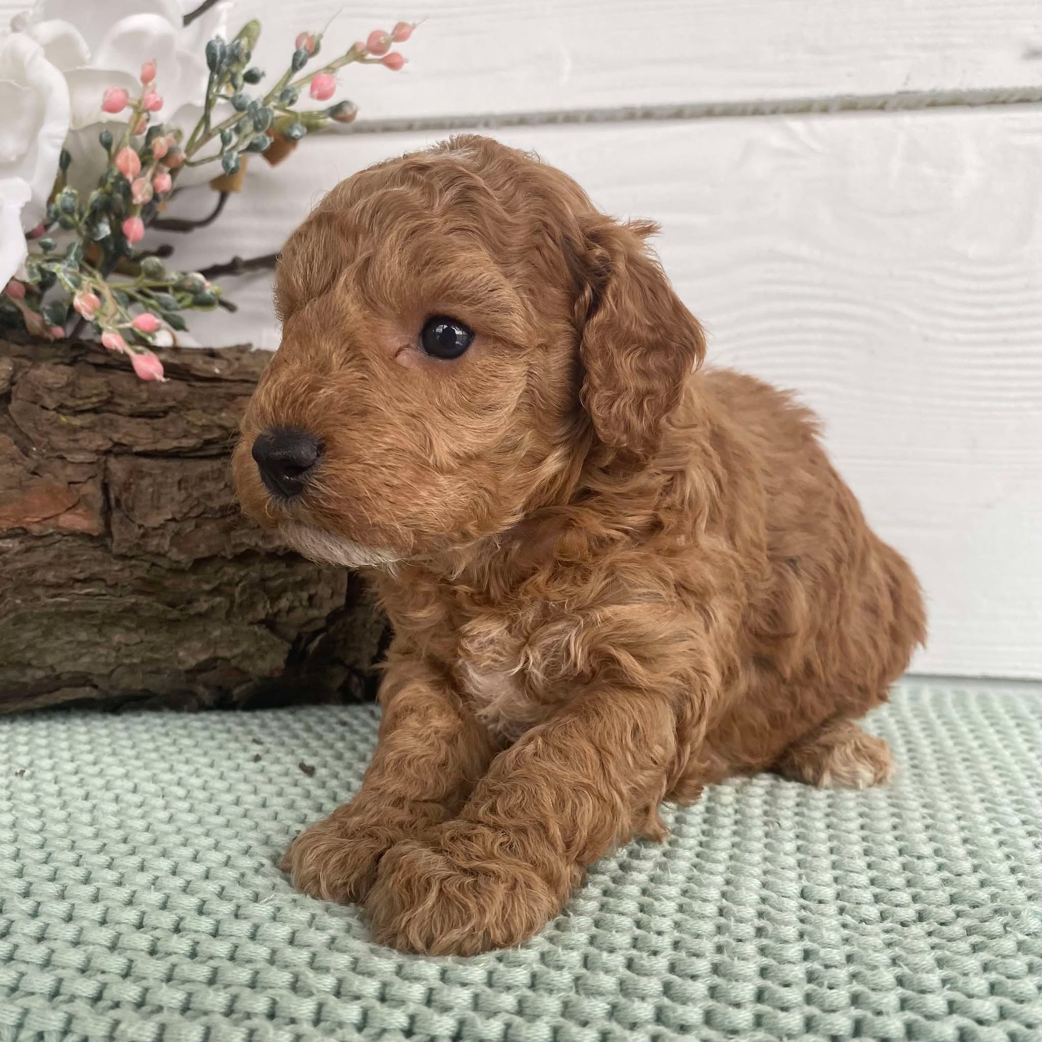 Spoodle Mini Female Sienna - Available to Adopt 22nd Jan 2025