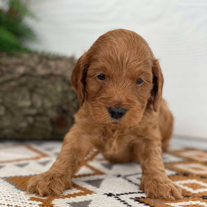 Spoodle Mini Male Marvel - Available to Adopt 21st Jan 2025