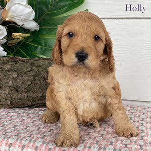 Spoodle Mini Female Holly - Available to Adopt 21st Jan 2025