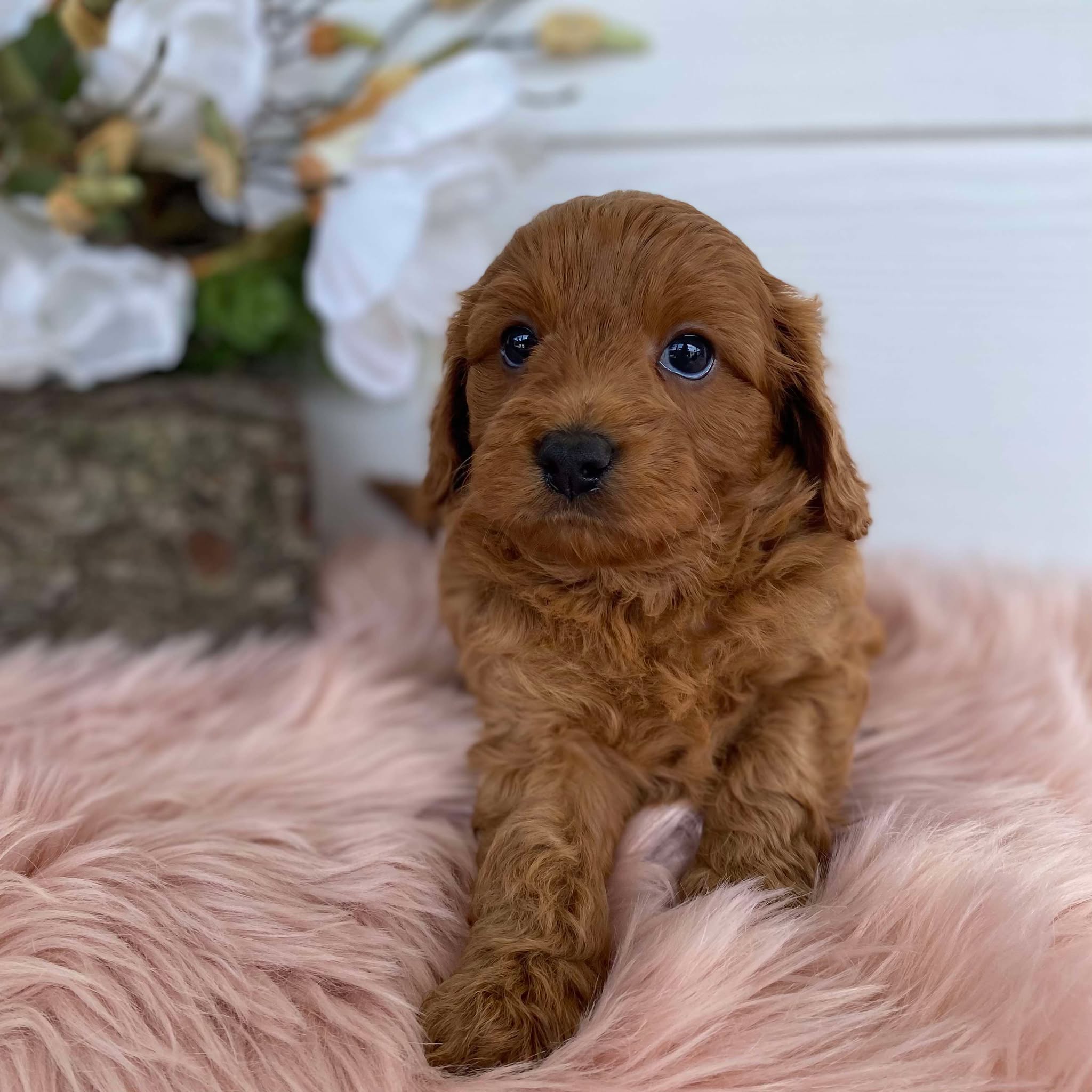 Cavoodle Mini Female Ariel - Available to Adopt 31st Jan