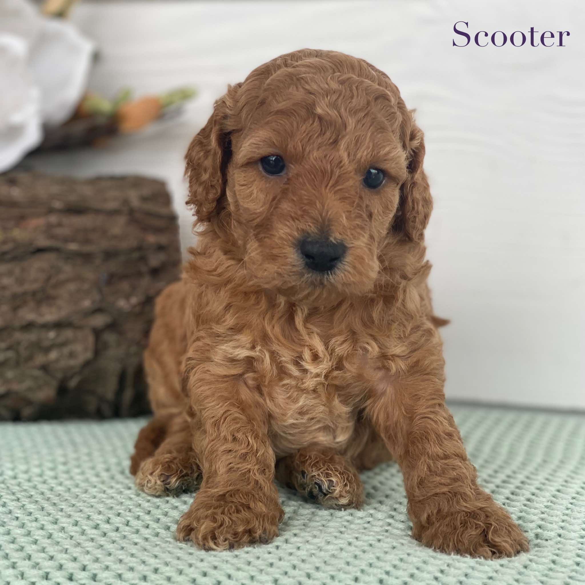 Spoodle Mini Male Scooter - Available to Adopt 22nd Jan 2025