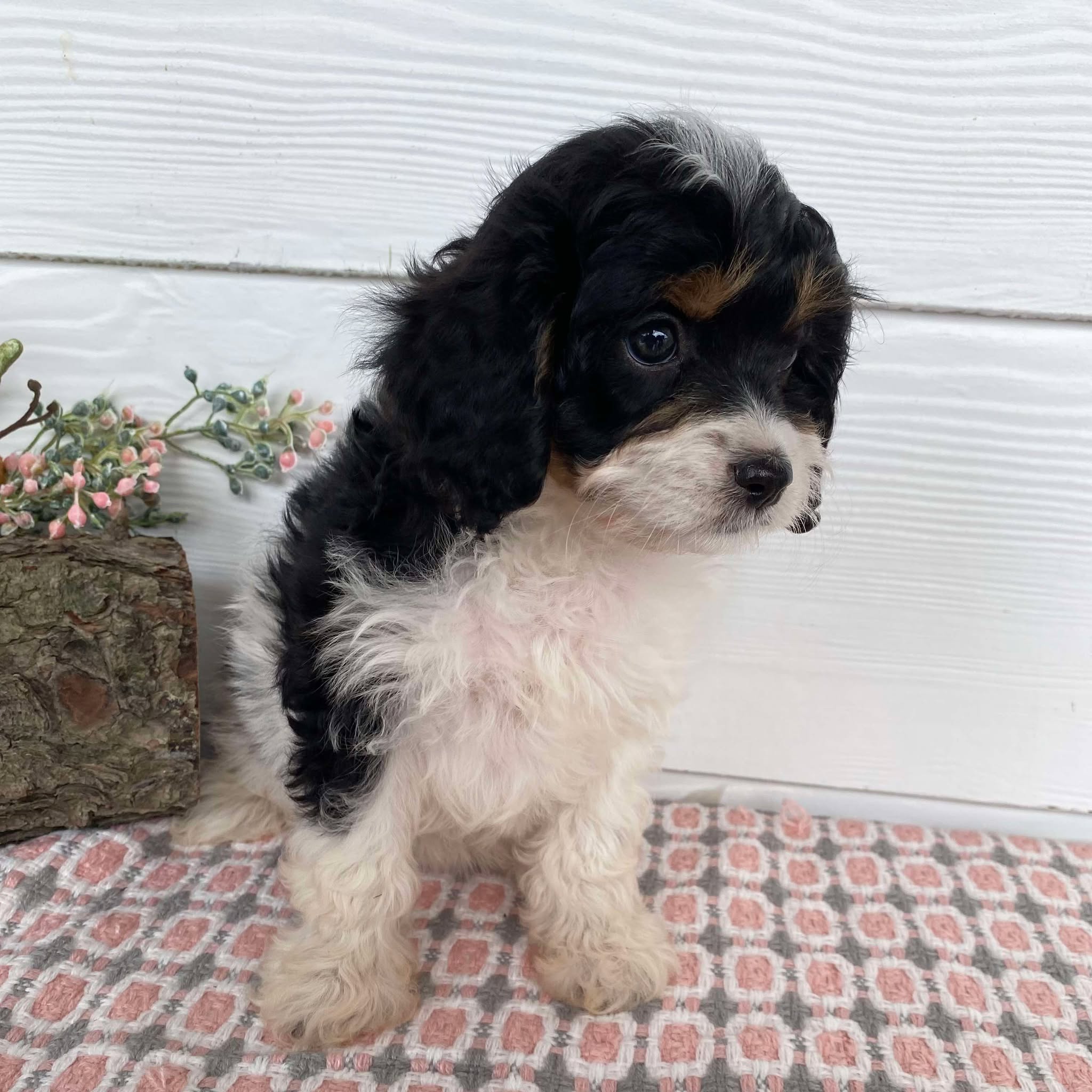 Cavoodle Mini Female Honey - Available Now to Adopt