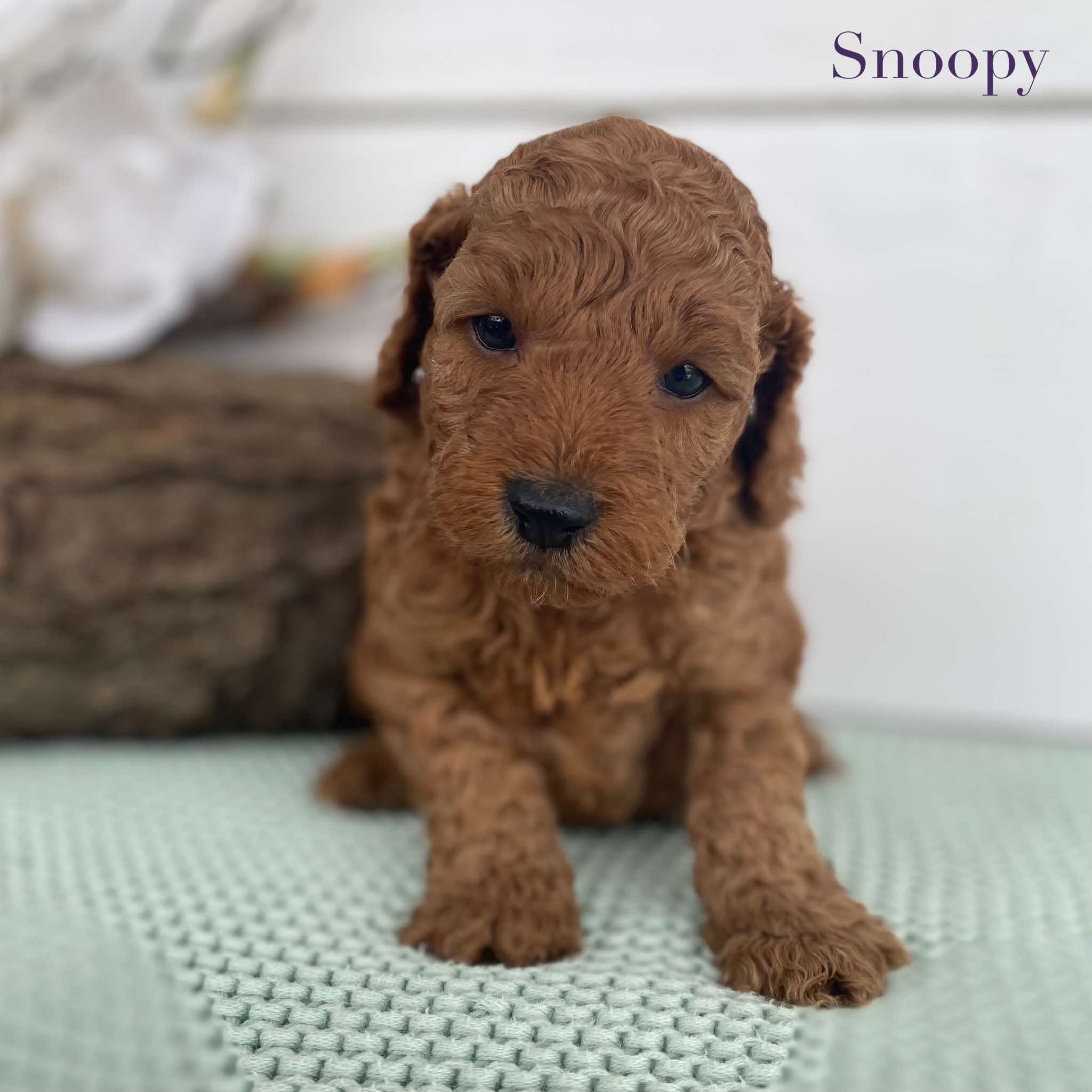 Spoodle Mini Male Snoopy - Available to Adopt 22nd Jan 2025