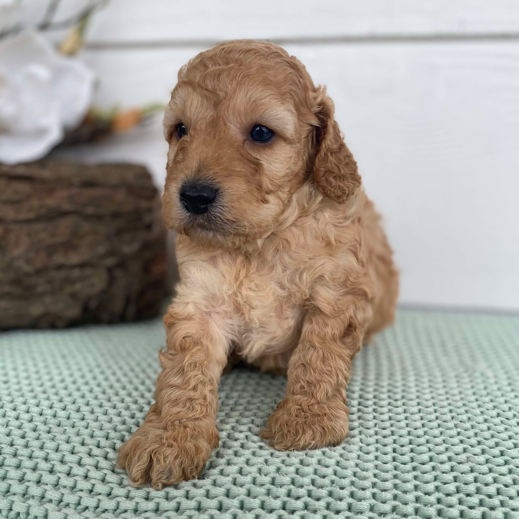 Spoodle Mini Male Skipper - Available to Adopt 22nd Jan 2025