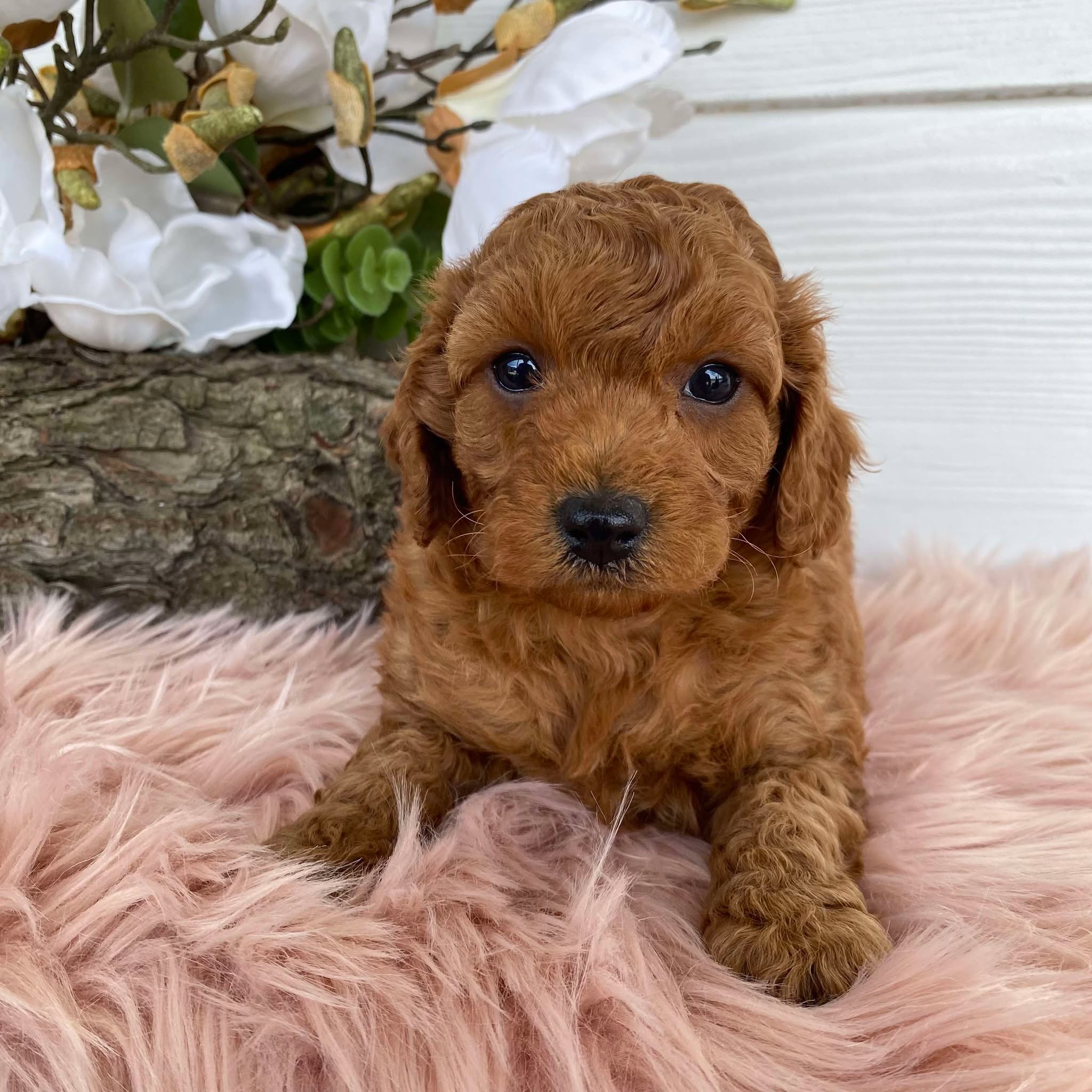 Cavoodle Mini Female Angel - Available to Adopt 31st Jan