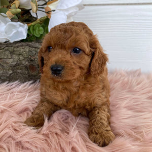 Cavoodle Mini Female Angel - Available to Adopt 31st Jan