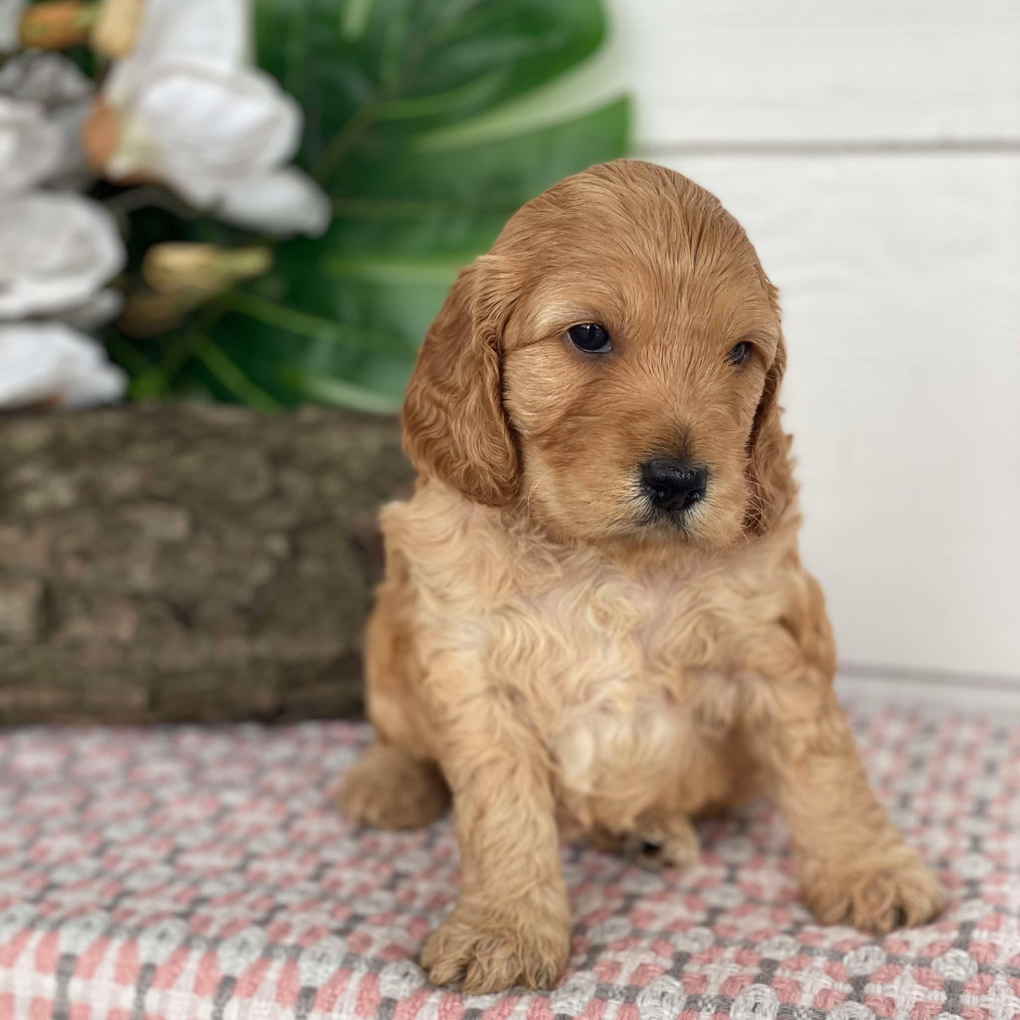 Spoodle Mini Female Holly - Available to Adopt 21st Jan 2025