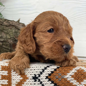 Spoodle Mini Male Moby - Available to Adopt 21st Jan 2025