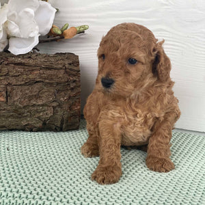 Spoodle Mini Male Scooter - Available to Adopt 22nd Jan 2025