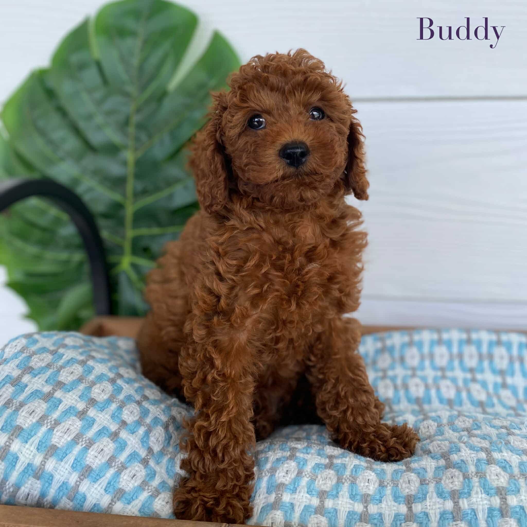 Cavoodle Toy Male Buddy - Available Now to Adopt