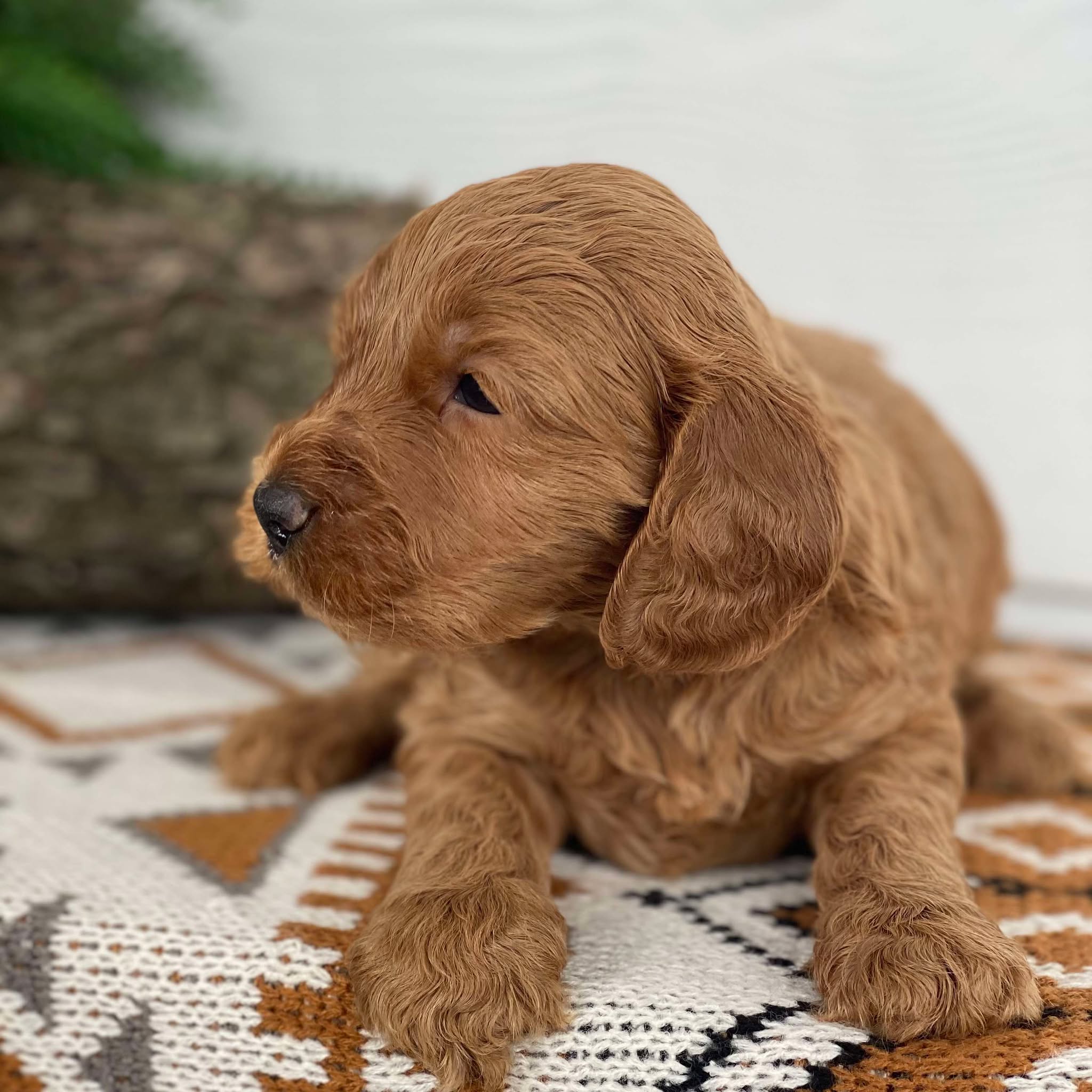 Spoodle Mini Male Moby - Available to Adopt 21st Jan 2025