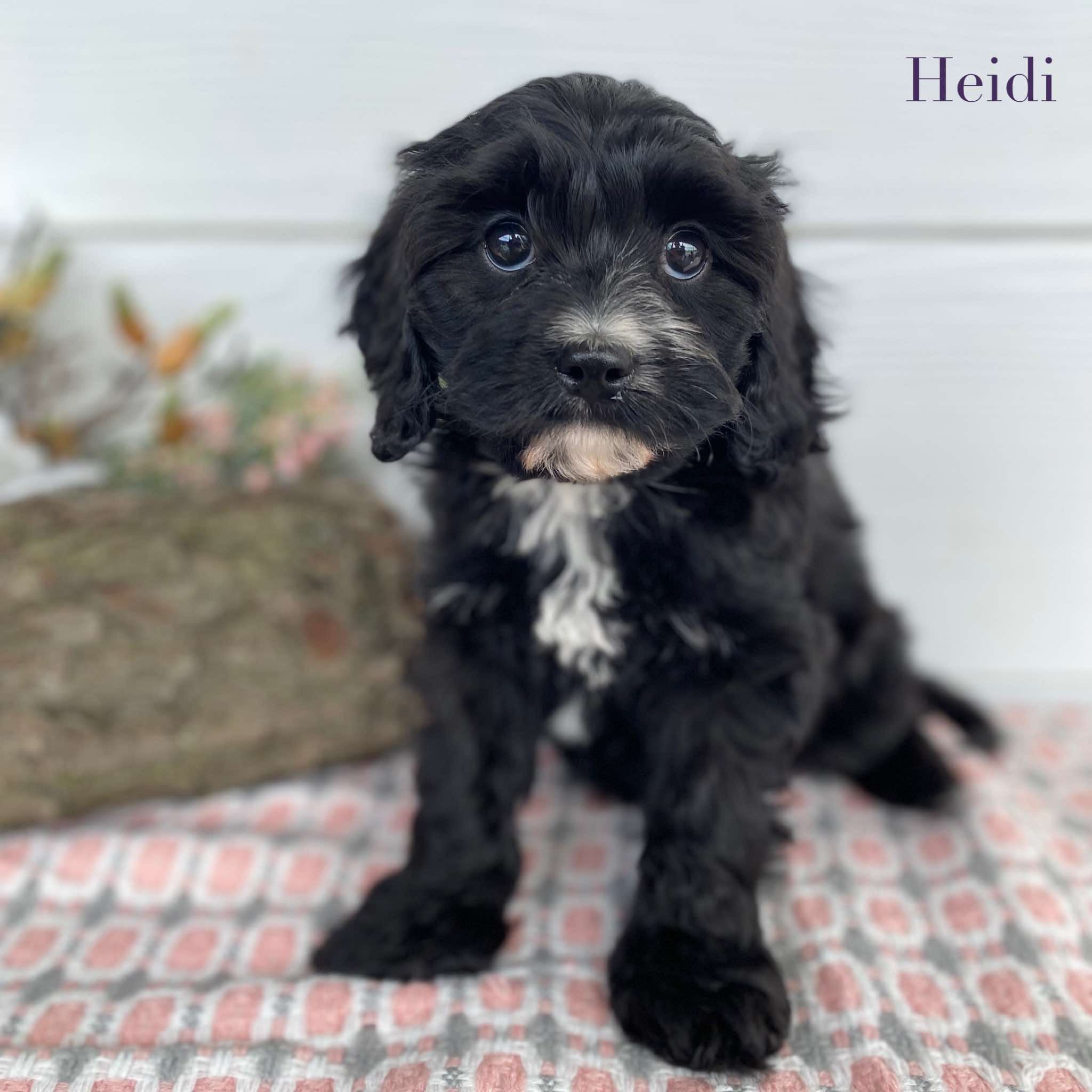 Cavoodle Mini Female Heidi - Available Now to Adopt