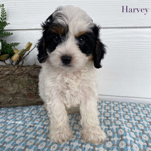 Cavoodle Mini Male Harvey - Available to Now to Adopt