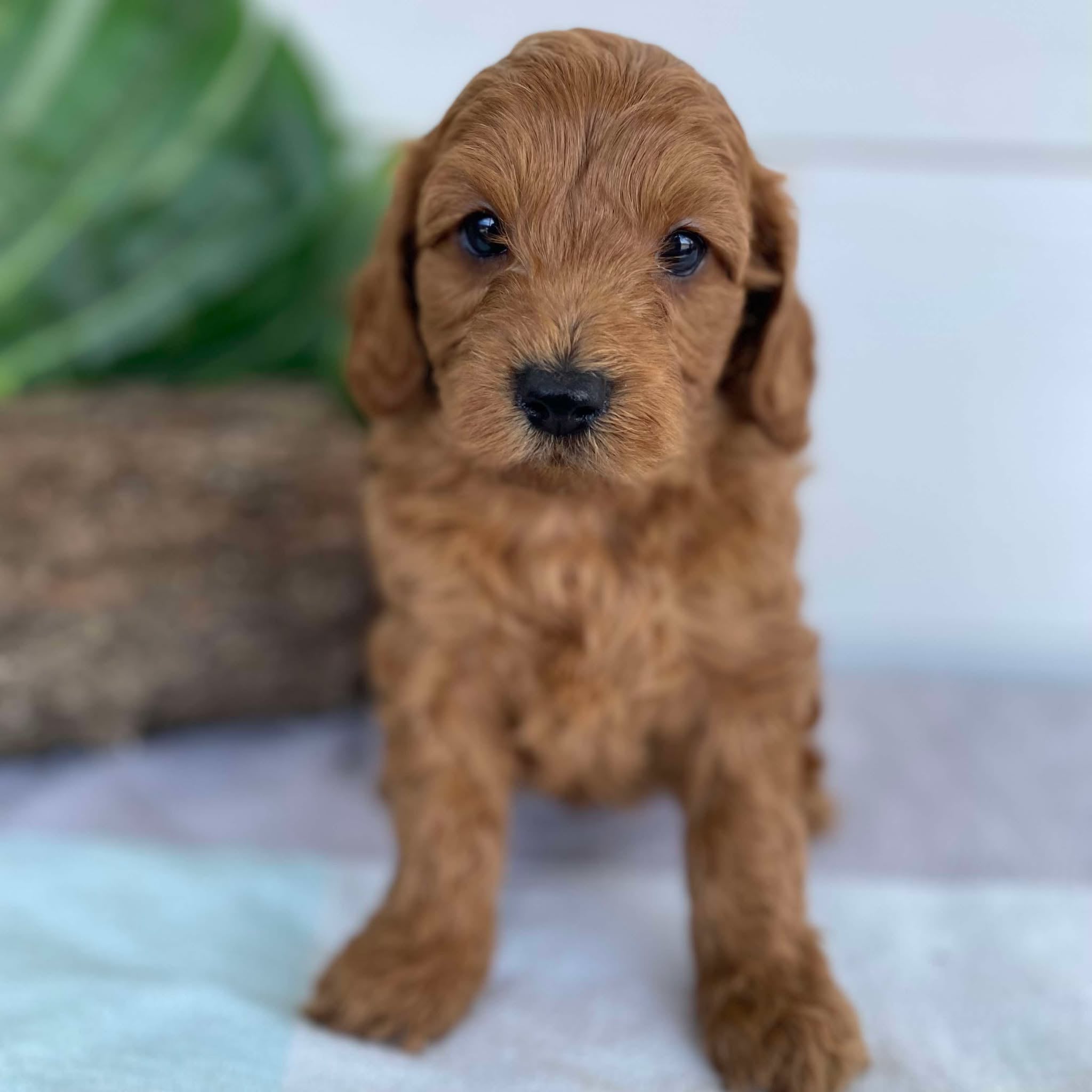 Cavoodle Mini Male Archie - Available to Adopt 31st Jan