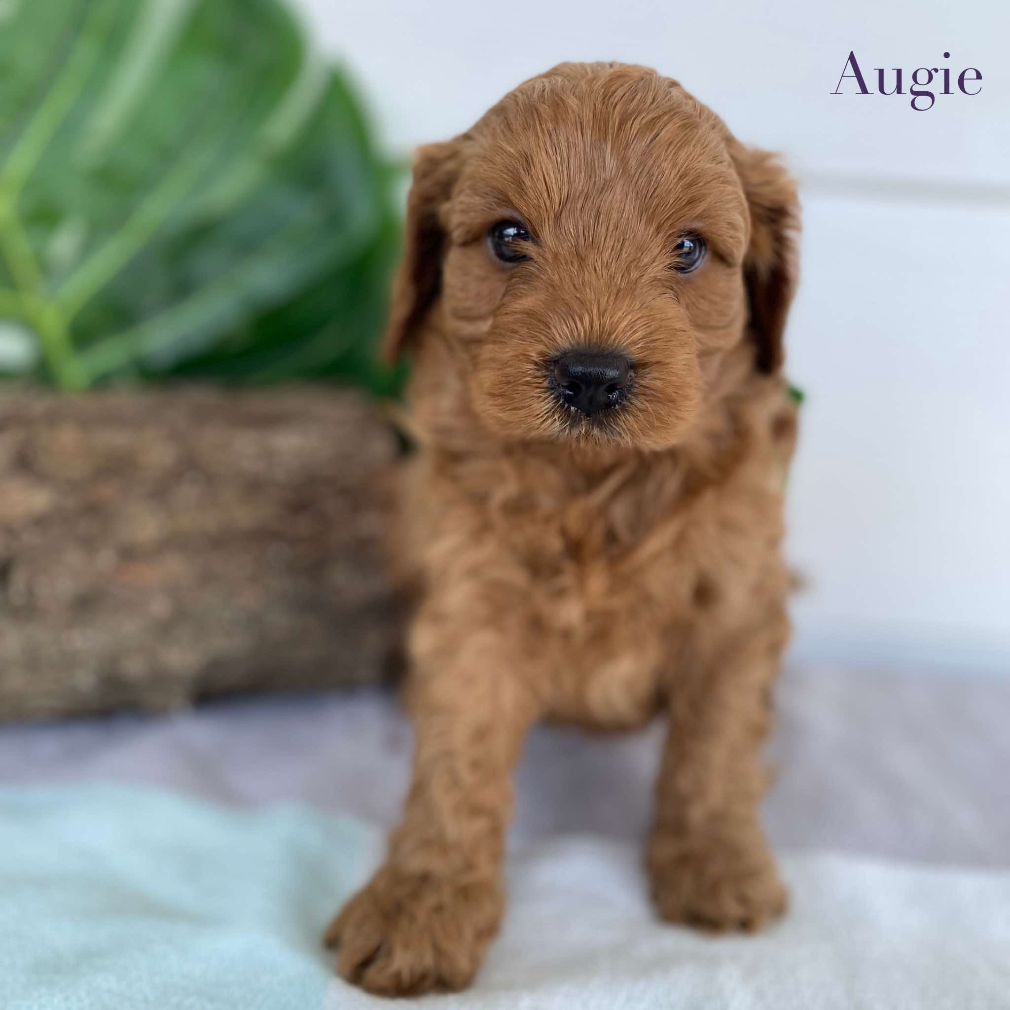 Cavoodle Mini Male Augie - Available to Adopt 31st Jan