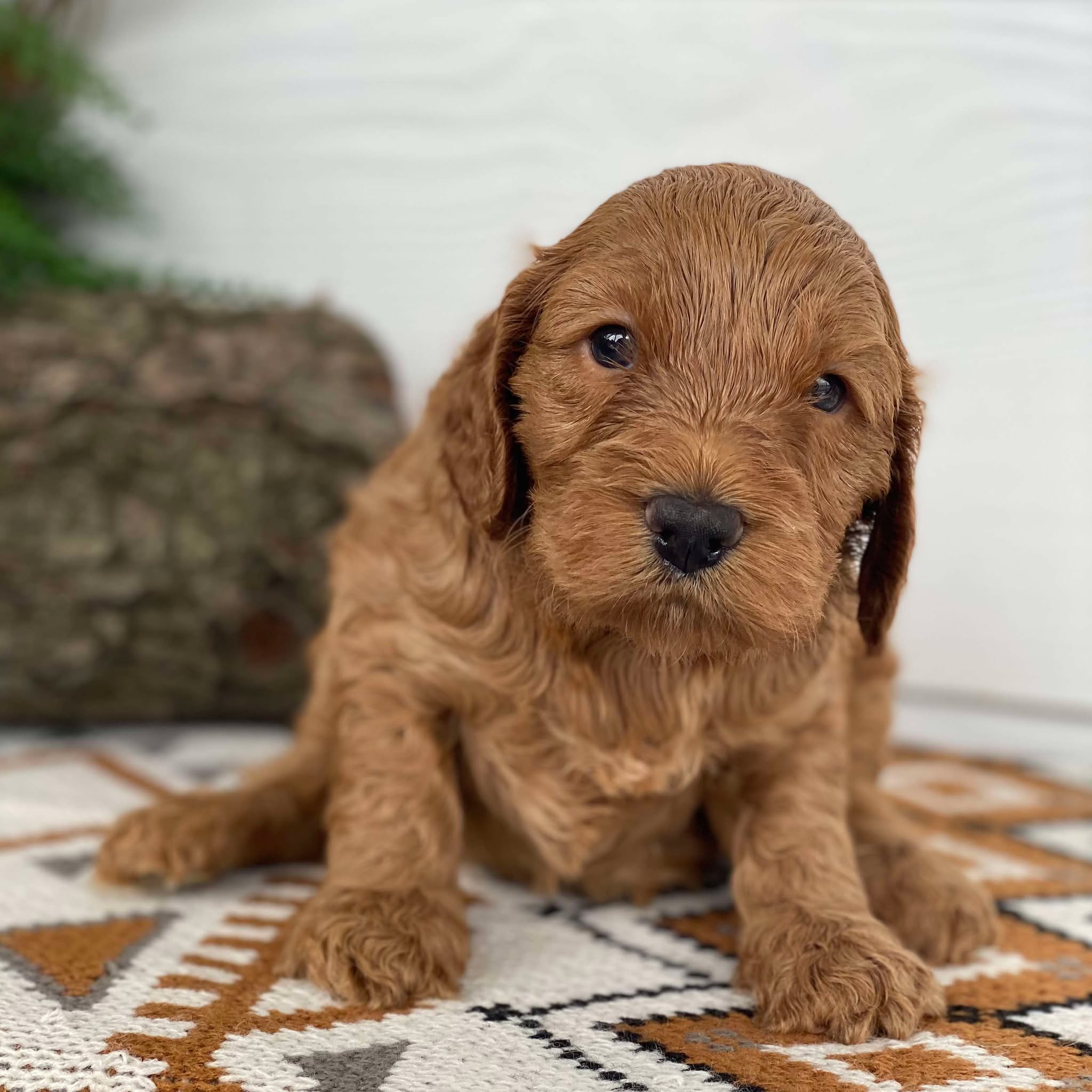 Spoodle Mini Male Moby - Available to Adopt 21st Jan 2025