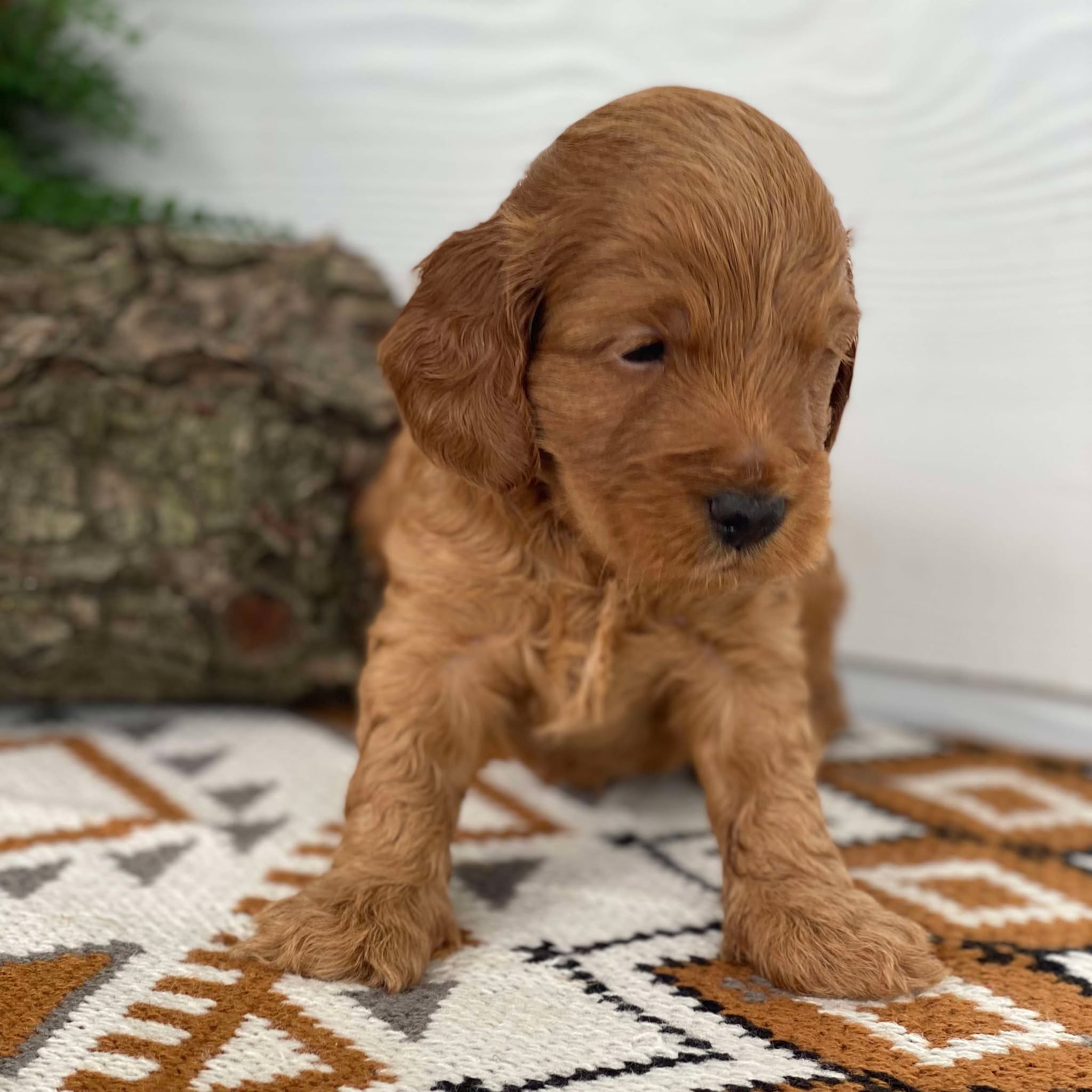 Spoodle Mini Male Marvel - Available to Adopt 21st Jan 2025