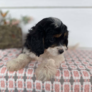 Cavoodle Mini Female Honey - Available Now to Adopt