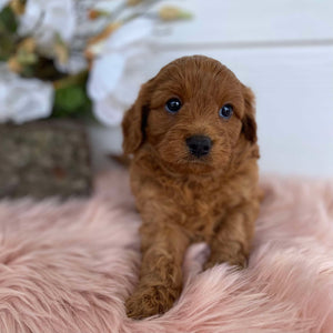 Cavoodle Mini Female Ariel - Available to Adopt 31st Jan