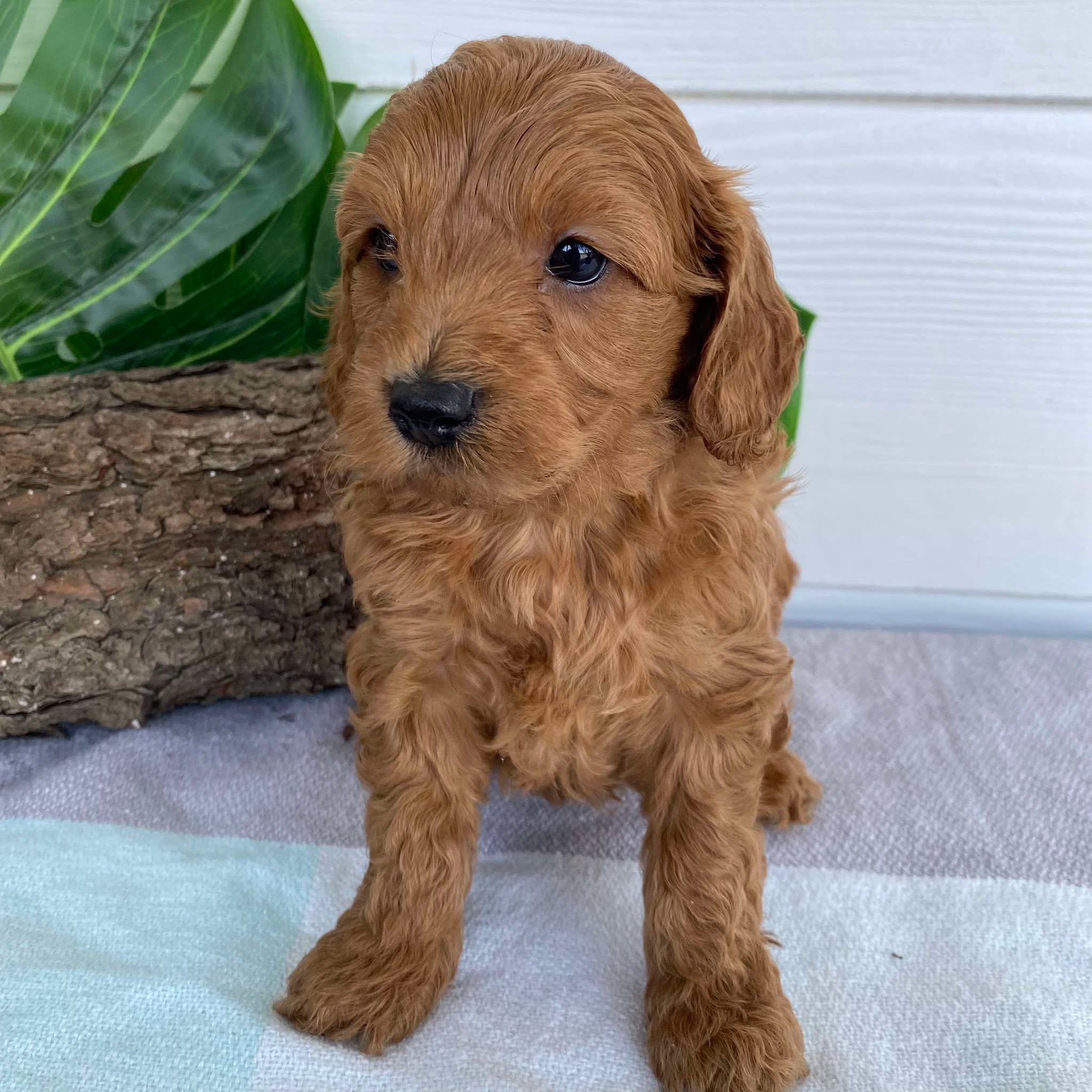 Cavoodle Mini Male Archie - Available to Adopt 31st Jan