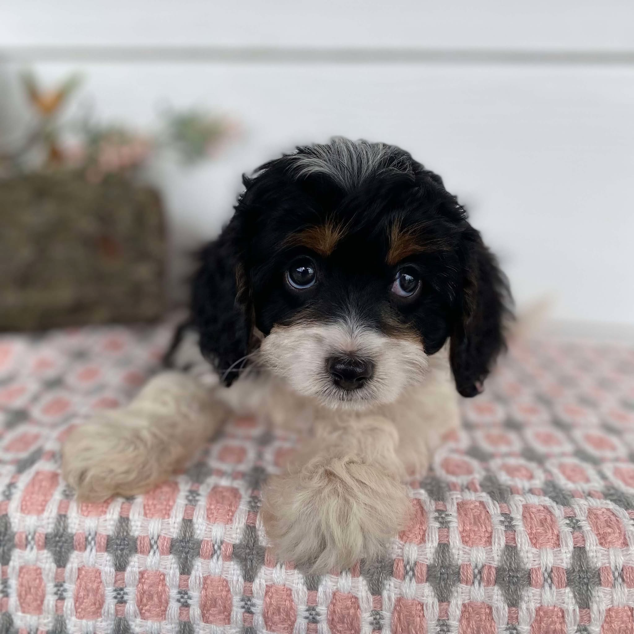 Cavoodle Mini Female Honey - Available Now to Adopt