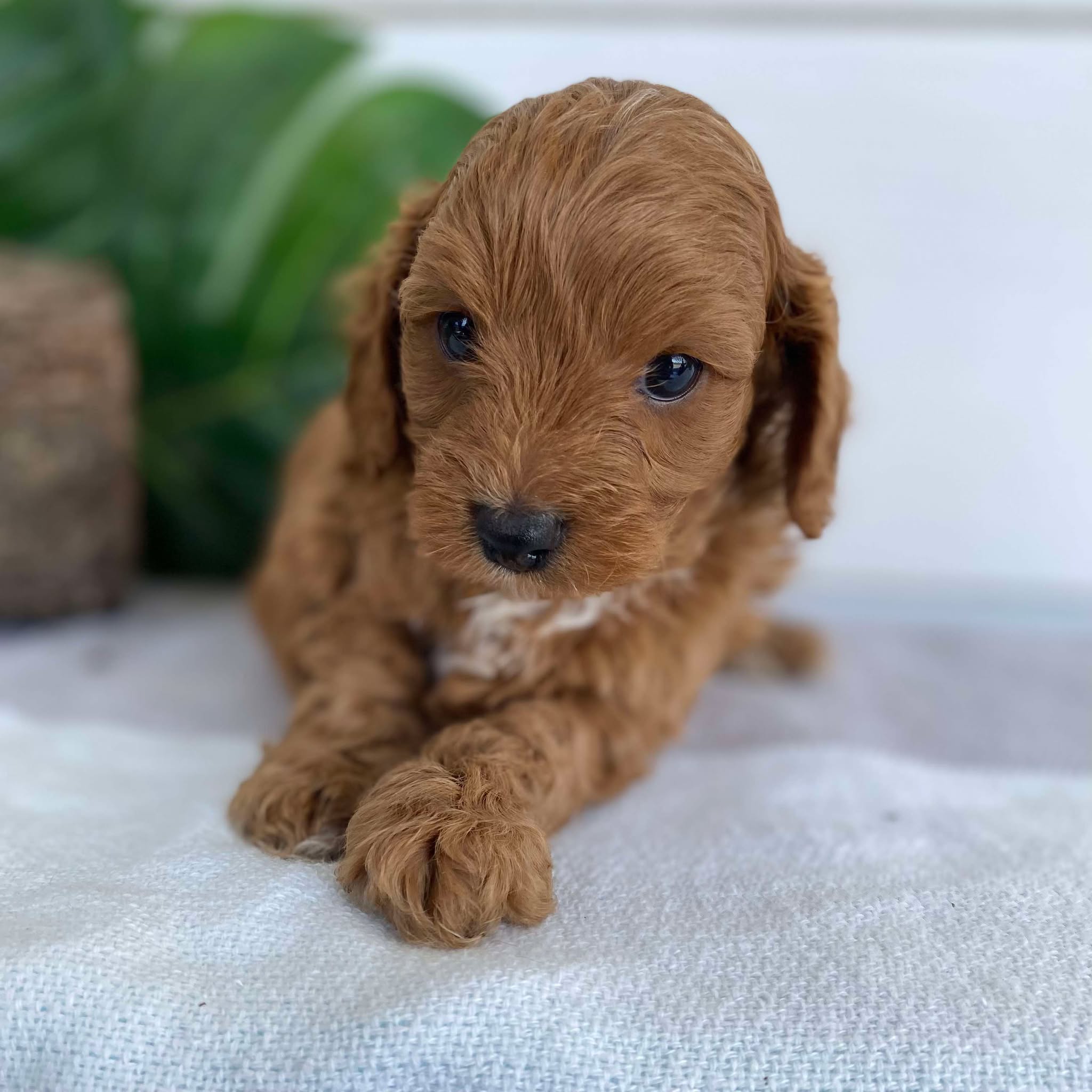 Cavoodle Mini Male Alfie - Available to Adopt 31st Jan