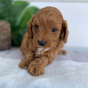 Cavoodle Mini Male Alfie - Available to Adopt 31st Jan