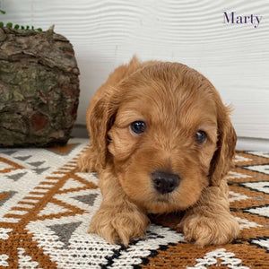 Spoodle Mini Male Marty - Available to Adopt 21st Jan 2025