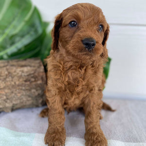 Cavoodle Mini Male Apollo - Available to Adopt 31st Jan