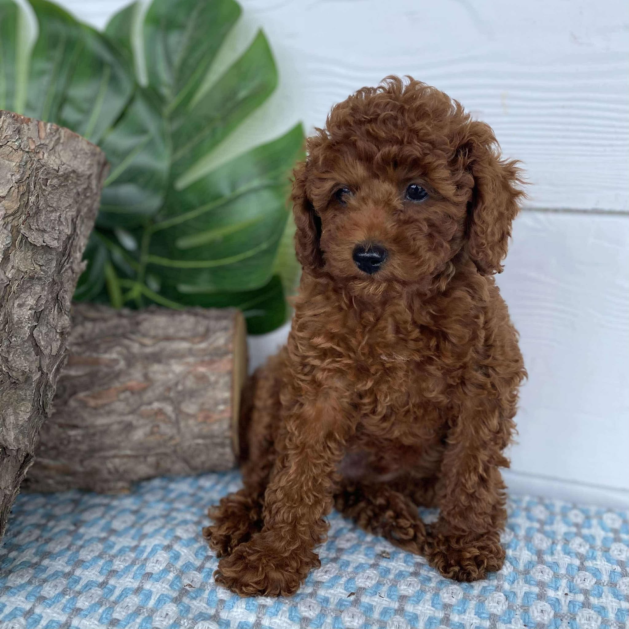 Cavoodle Toy Male Buddy - Available Now to Adopt