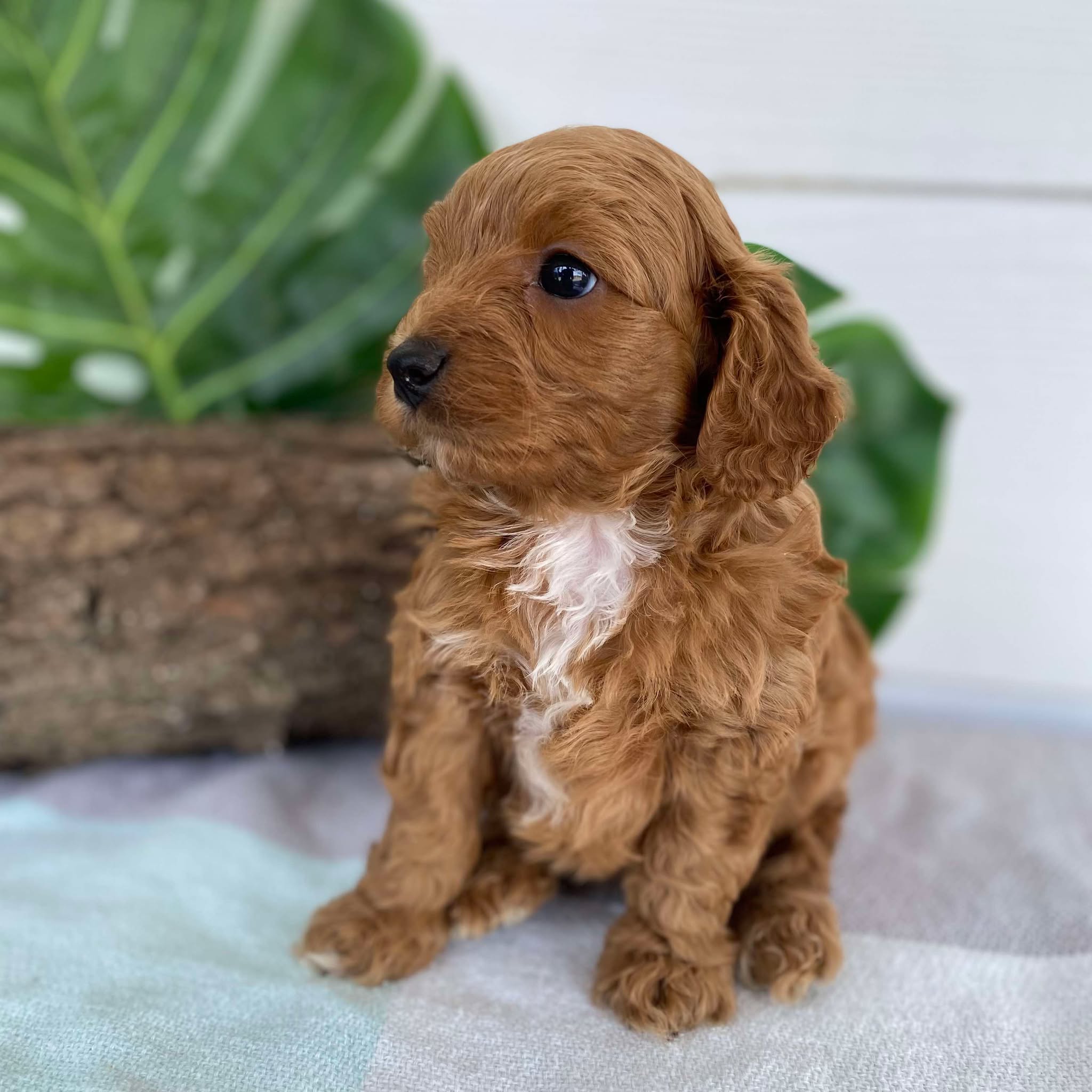 Cavoodle Mini Male Alfie - Available to Adopt 31st Jan