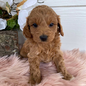 Cavoodle Mini Female Astrid - Available to Adopt 31st Jan