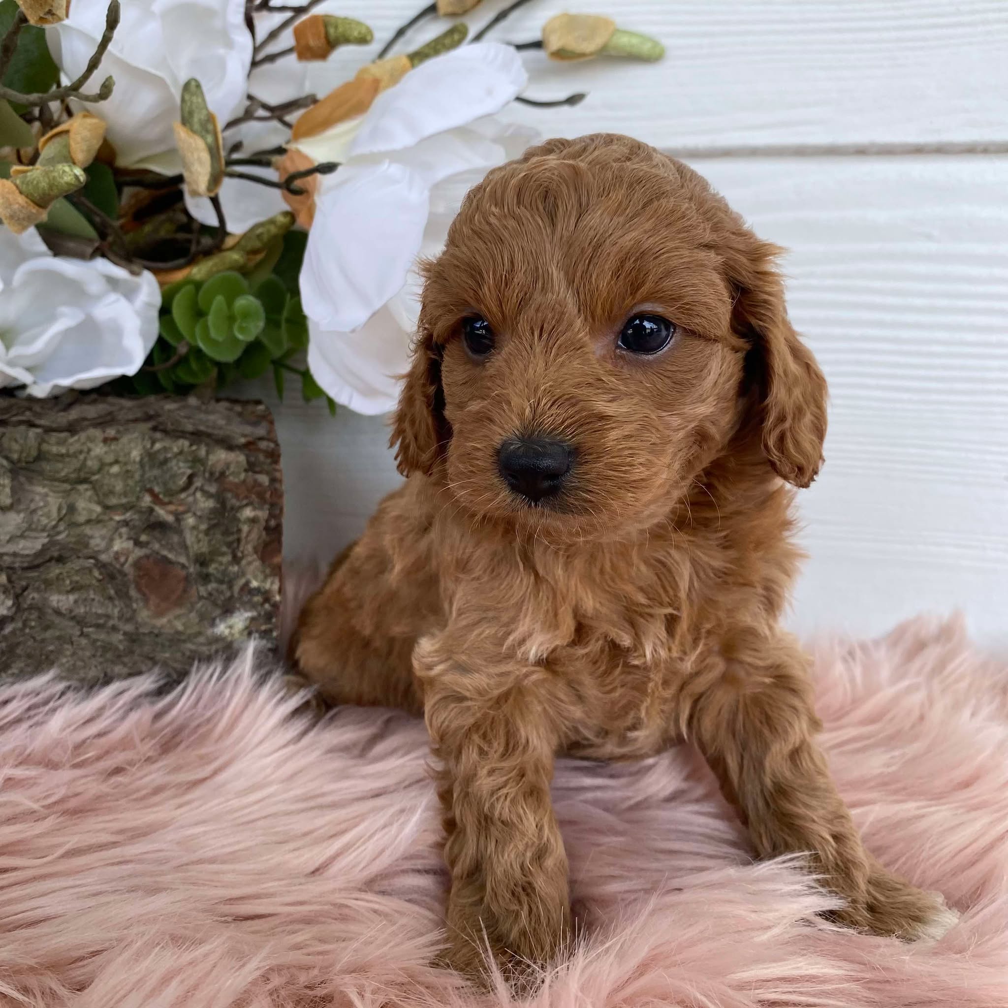 Cavoodle Mini Female Astrid - Available to Adopt 31st Jan