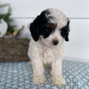 Cavoodle Mini Male Harvey - Available to Now to Adopt