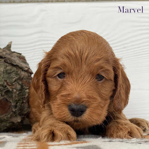 Spoodle Mini Male Marvel - Available to Adopt 21st Jan 2025