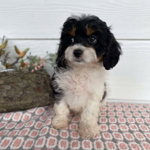 Cavoodle Mini Female Honey - Available Now to Adopt