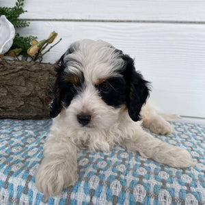 Cavoodle Mini Male Harvey - Available to Now to Adopt