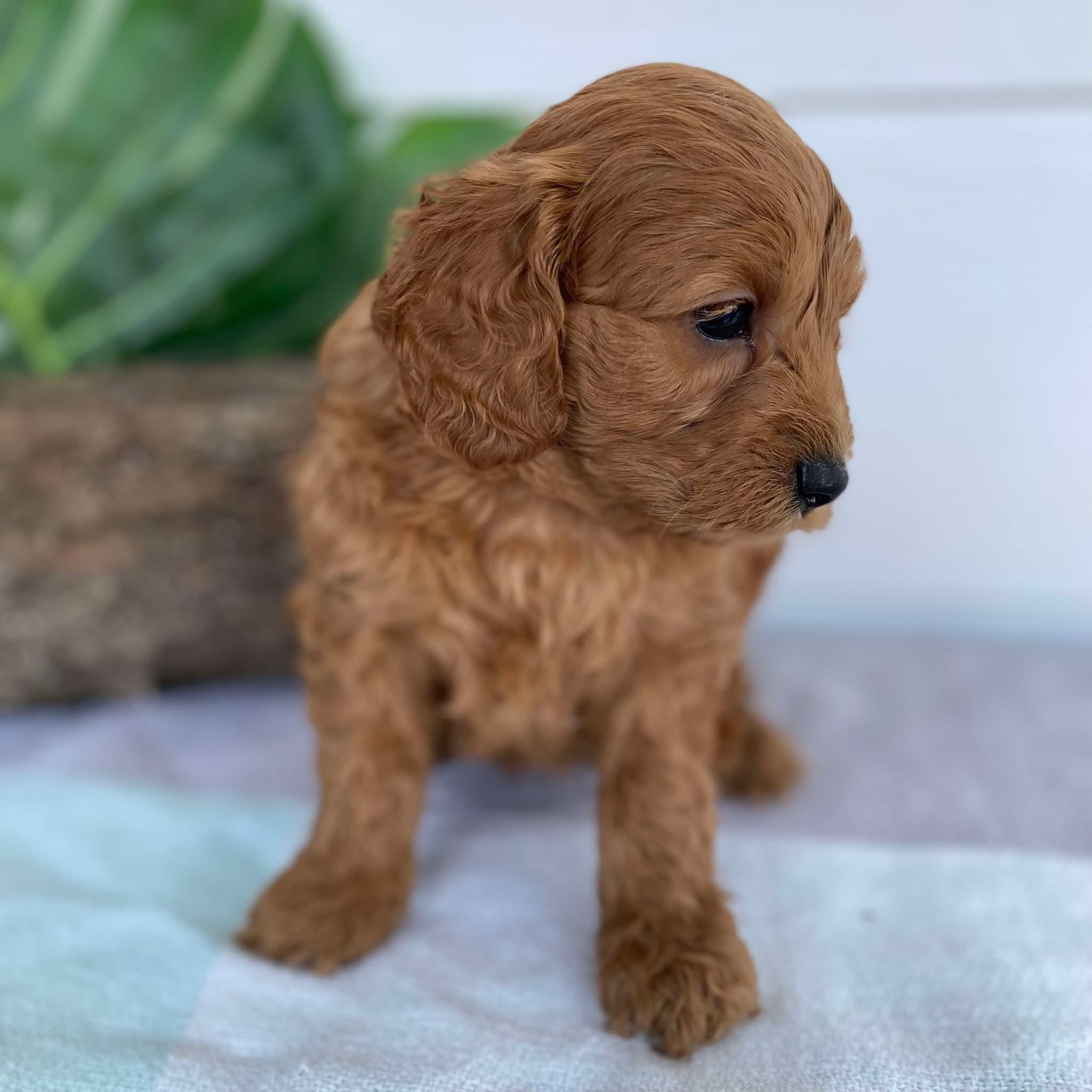 Cavoodle Mini Male Archie - Available to Adopt 31st Jan