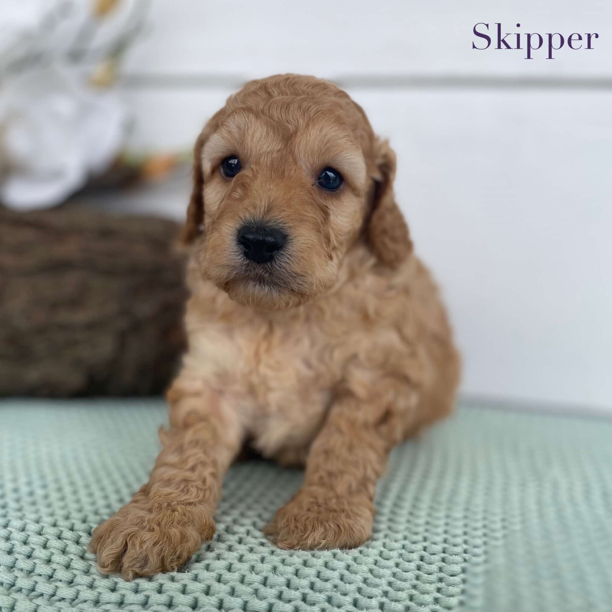 Spoodle Mini Male Skipper - Available to Adopt 22nd Jan 2025