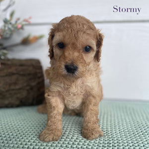 Spoodle Mini Female Stormy - Available to Adopt 22nd Jan 2025