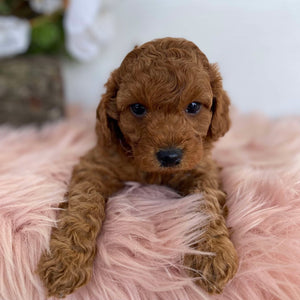 Cavoodle Mini Female Angel - Available to Adopt 31st Jan